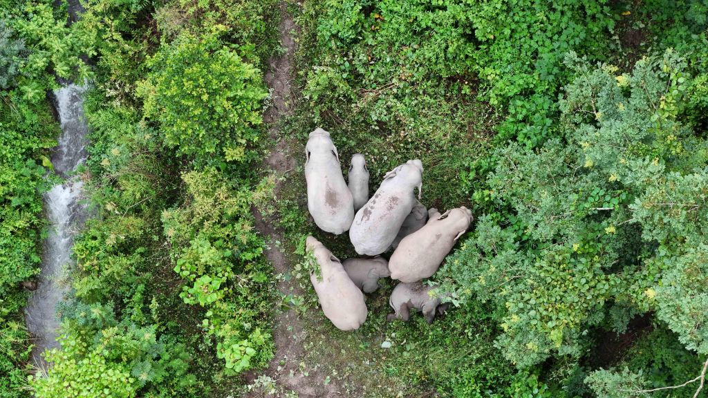 云南宁洱：为野imToken钱包生大象保驾护航