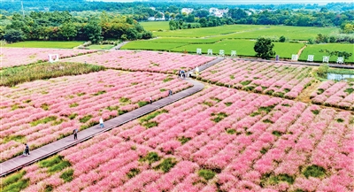 金秋时节,南京市溧水区洪蓝街道郭兴庄园的百亩粉黛乱子草进入观赏期,成片粉色花海吸引众多游客前来休闲观光。 朱红生摄(人民视觉)