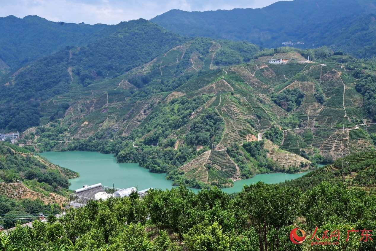 凤凰镇茶叶种植面积达9.11万亩，产量超过1万吨。人民网 李国华摄